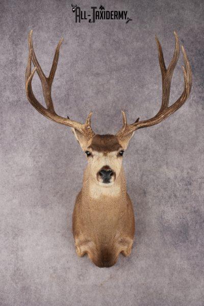 Mule Deer SKU 3267