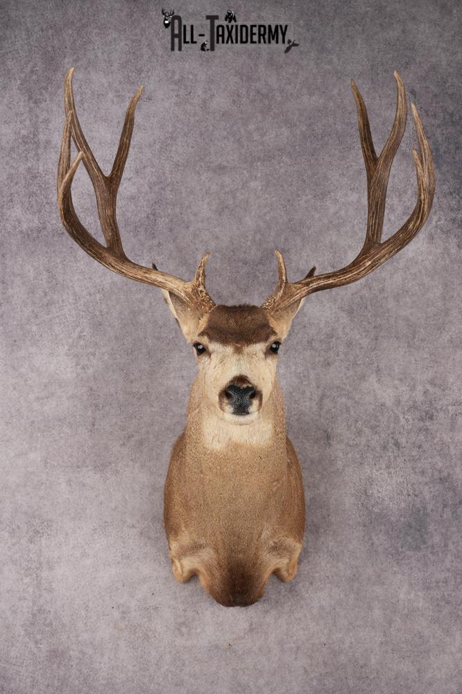 Mule Deer SKU 3267