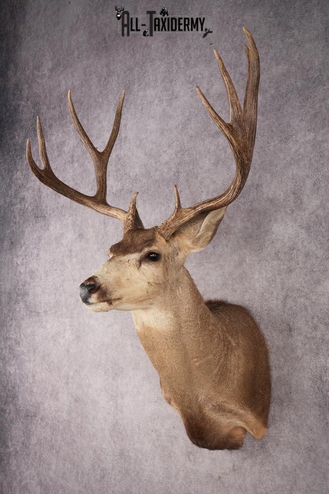 Mule Deer SKU 3267 - Image 8