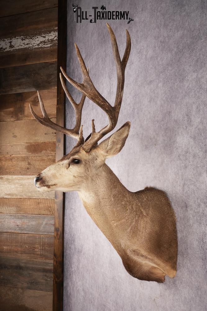 Mule Deer SKU 3267 - Image 7