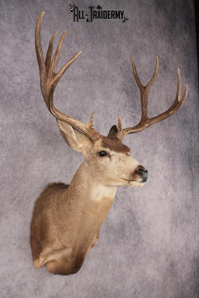 Mule Deer SKU 3267 - Image 6