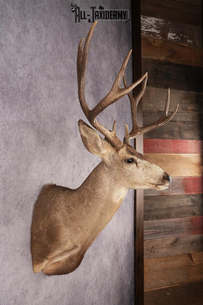 Mule Deer SKU 3267 - Image 5