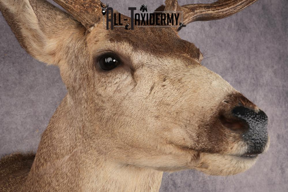 Mule Deer SKU 3267 - Image 4
