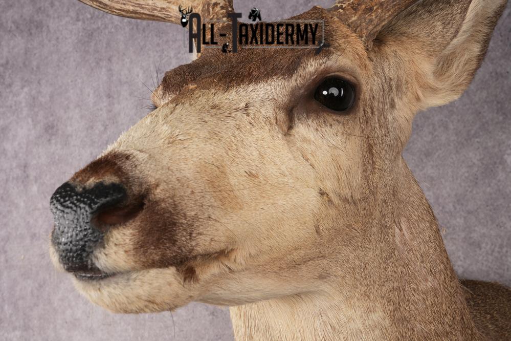 Mule Deer SKU 3267 - Image 3