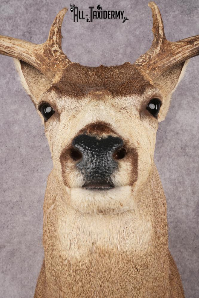 Mule Deer SKU 3267 - Image 2