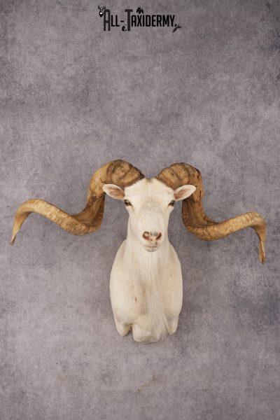 Texas Dall Sheep SKU 3269