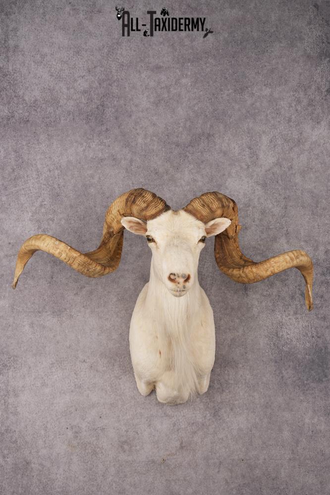 Texas Dall Sheep SKU 3269