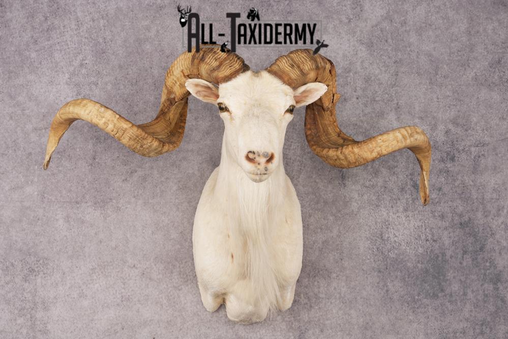 Texas Dall Sheep SKU 3269 - Image 11