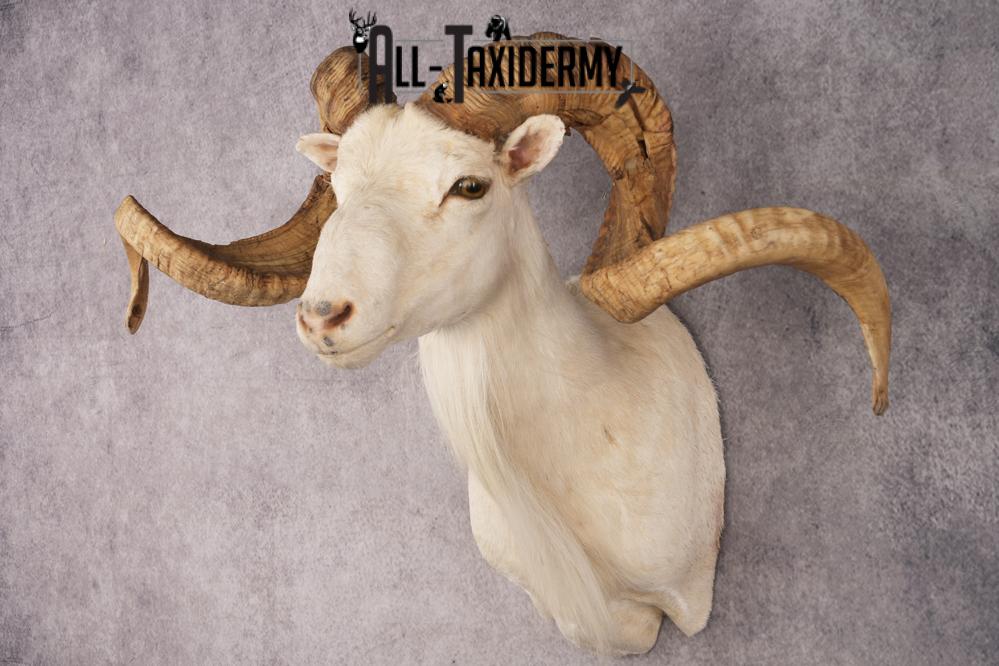 Texas Dall Sheep SKU 3269 - Image 10