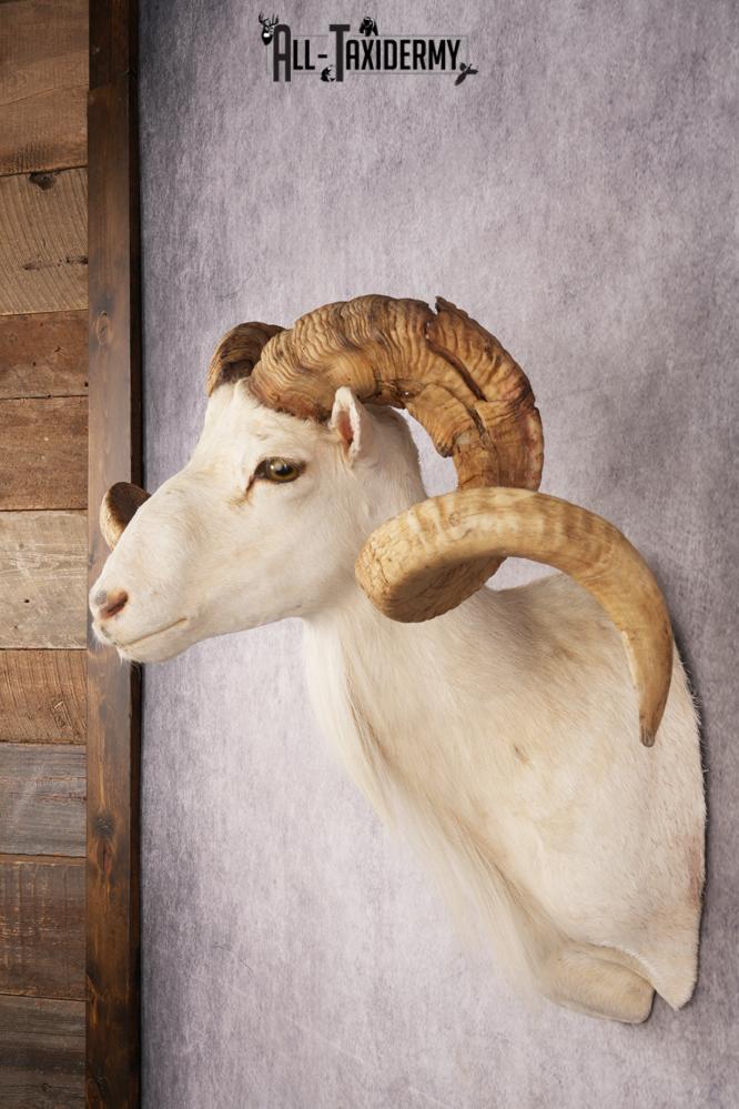 Texas Dall Sheep SKU 3269 - Image 9