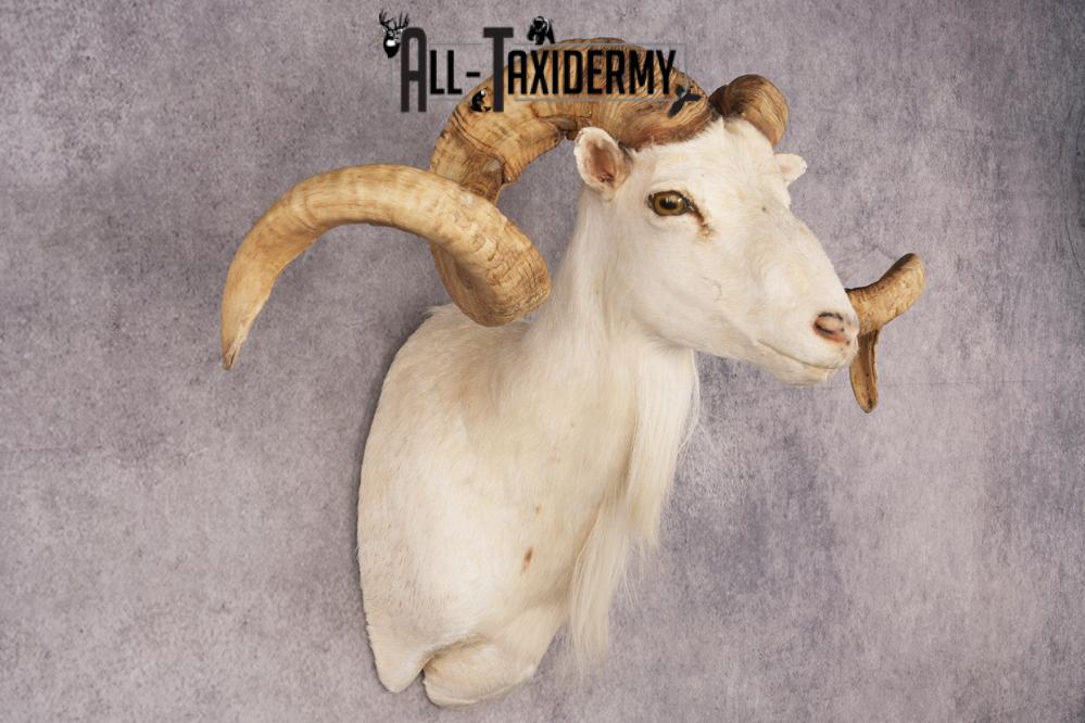 Texas Dall Sheep SKU 3269 - Image 8