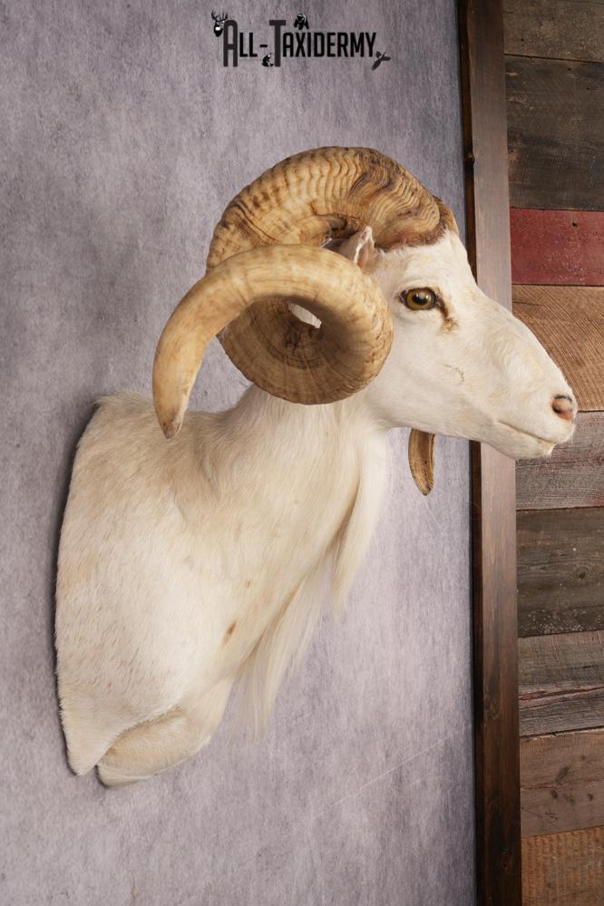 Texas Dall Sheep SKU 3269 - Image 7