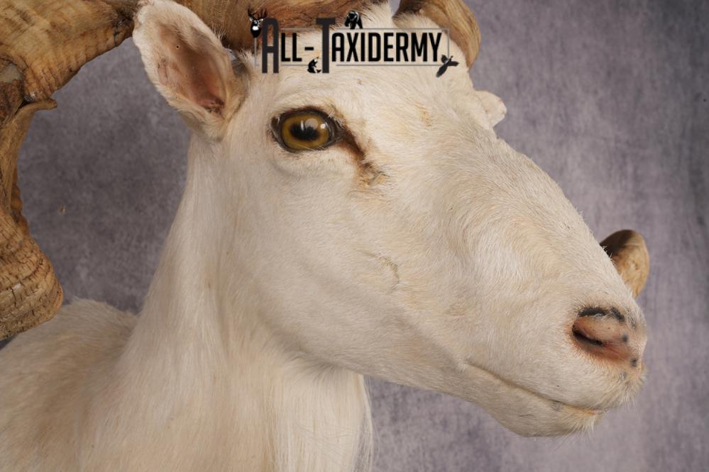 Texas Dall Sheep SKU 3269 - Image 6