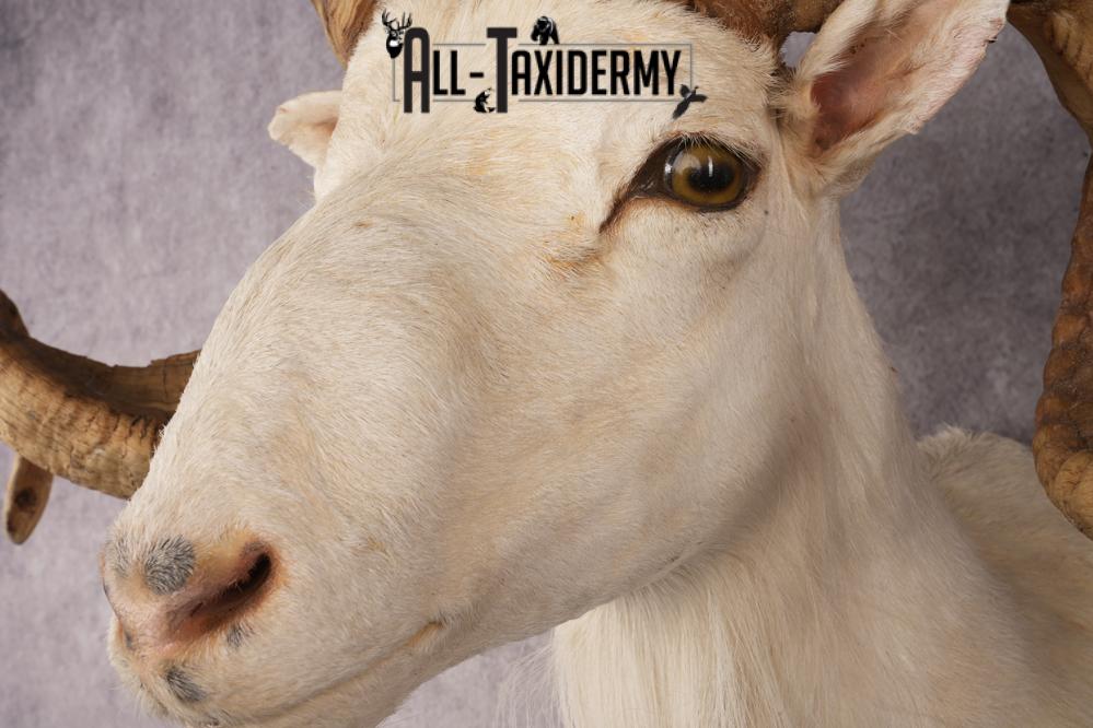 Texas Dall Sheep SKU 3269 - Image 5