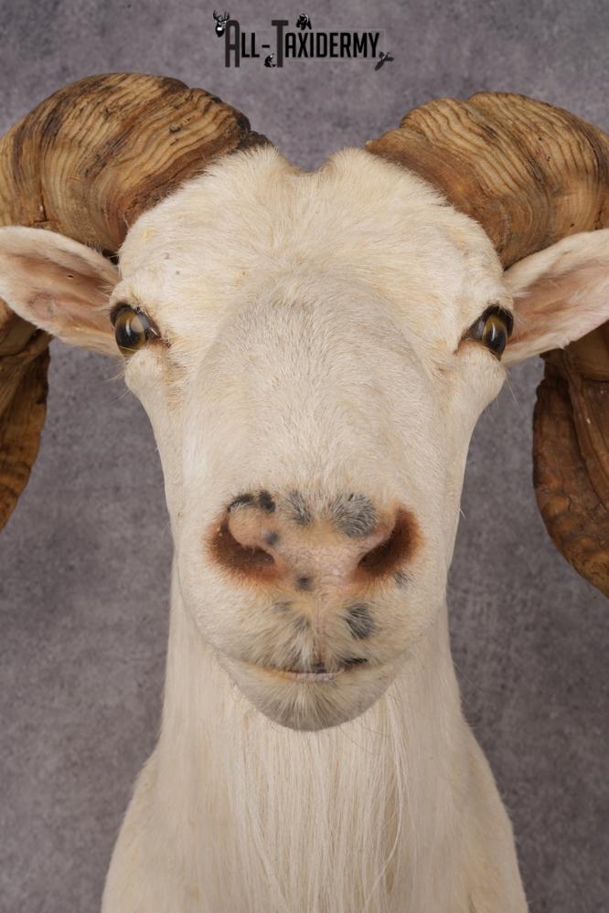 Texas Dall Sheep SKU 3269 - Image 4