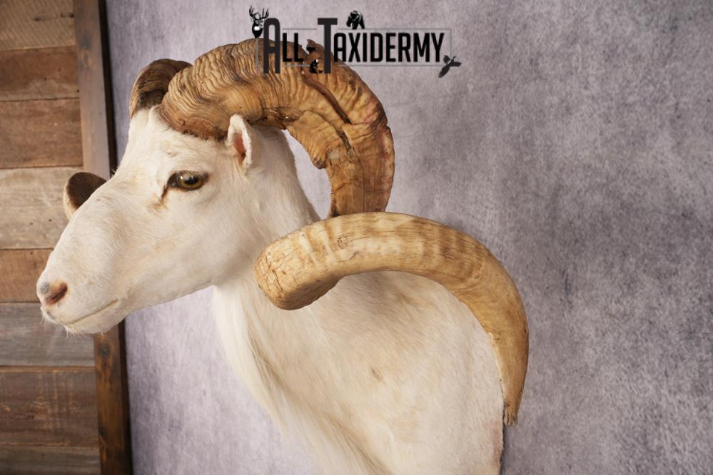 Texas Dall Sheep SKU 3269 - Image 3