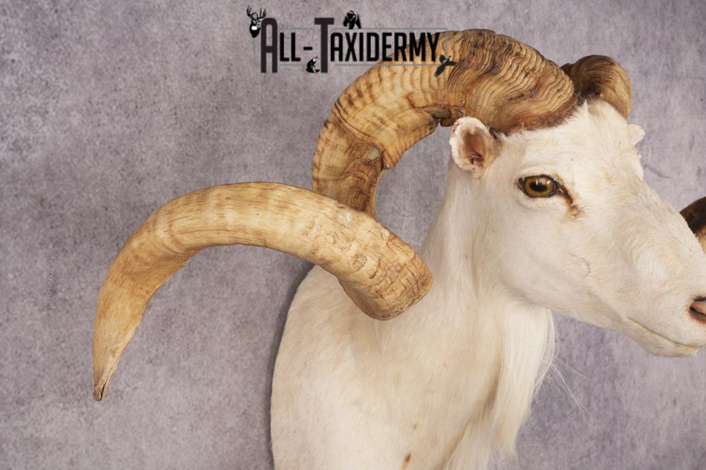 Texas Dall Sheep SKU 3269 - Image 2