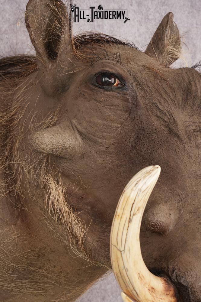 Warthog SKU 3256 - Image 6