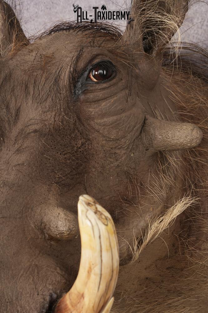 Warthog SKU 3256 - Image 5