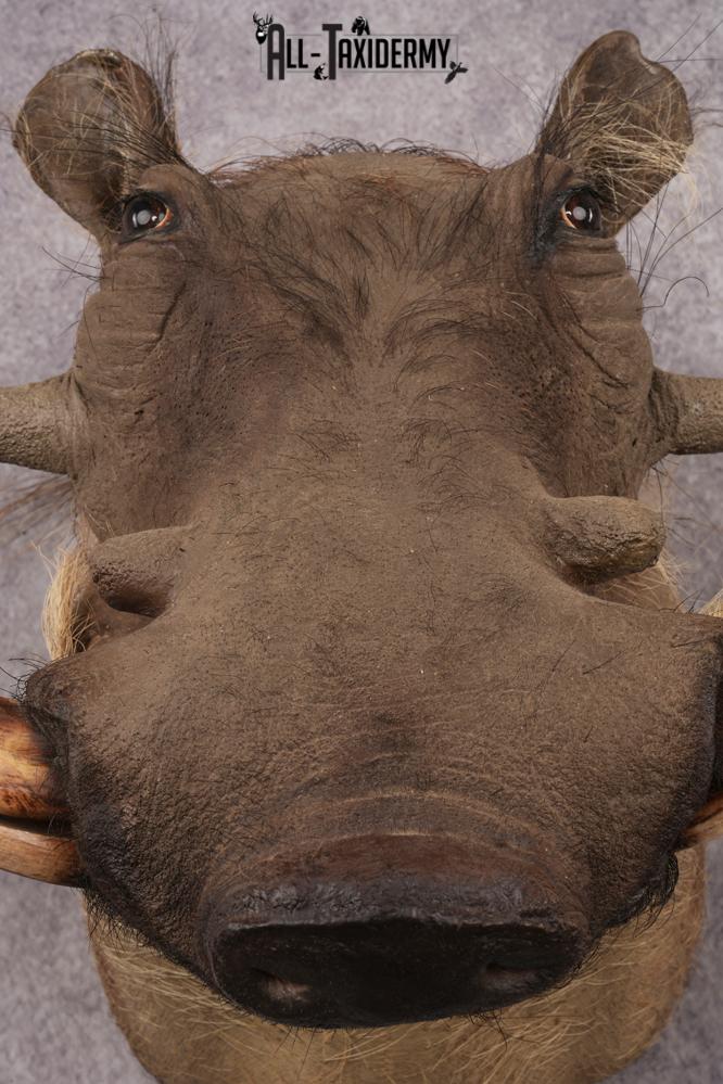 Warthog SKU 3256 - Image 4