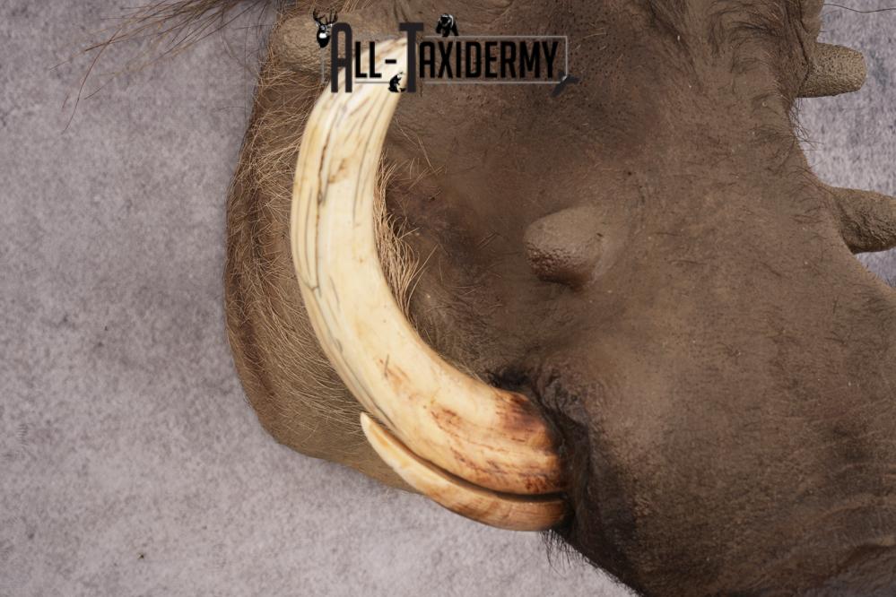 Warthog SKU 3256 - Image 3