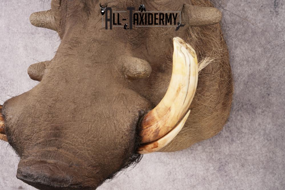 Warthog SKU 3256 - Image 2