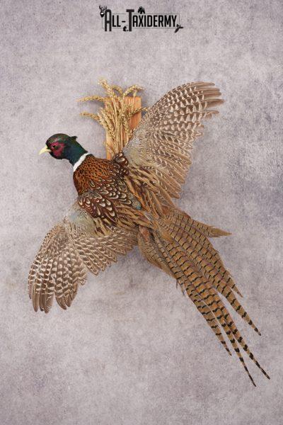 Ring-necked Pheasant SKU 3253