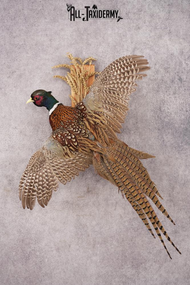 Ring-necked Pheasant SKU 3253