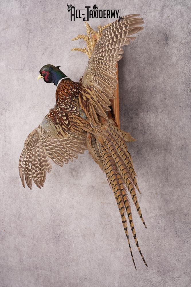 Ring-necked Pheasant SKU 3253 - Image 7