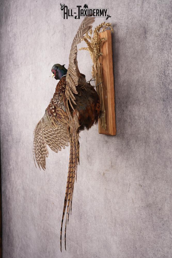 Ring-necked Pheasant SKU 3253 - Image 6