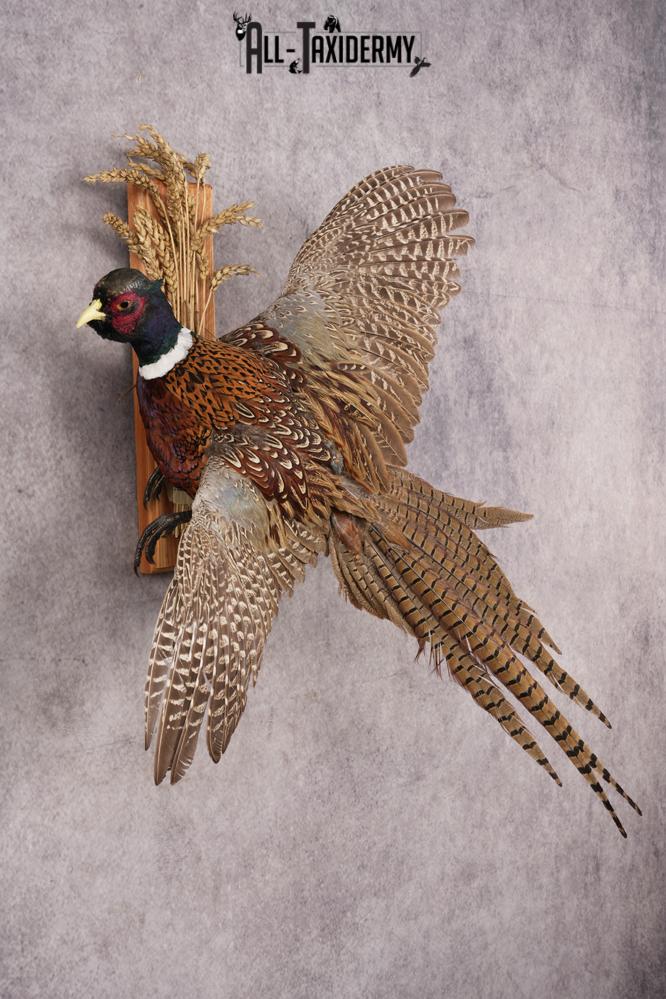 Ring-necked Pheasant SKU 3253 - Image 5