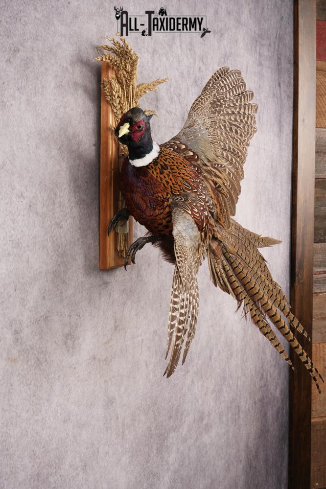 Ring-necked Pheasant SKU 3253 - Image 4