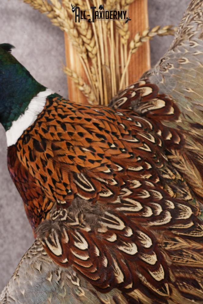 Ring-necked Pheasant SKU 3253 - Image 3