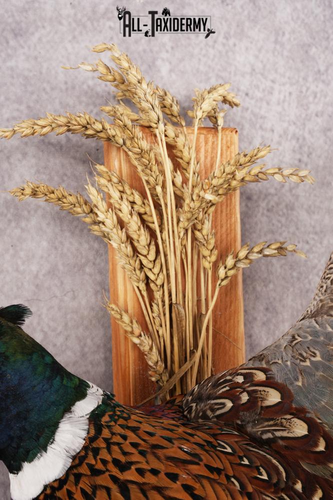 Ring-necked Pheasant SKU 3253 - Image 2