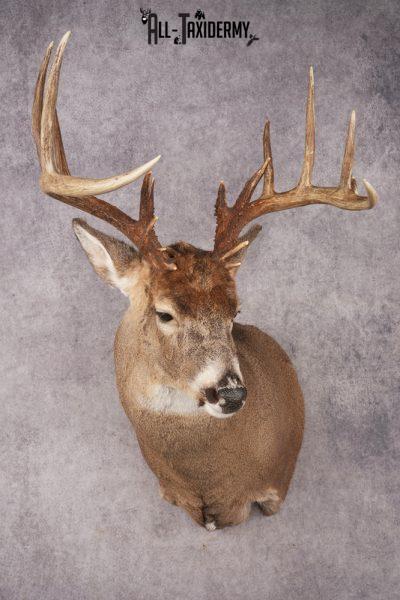 Whitetail Deer SKU 3216