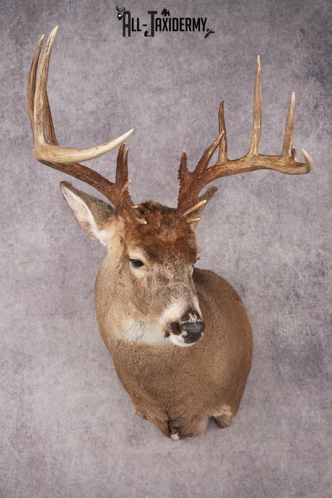 Whitetail Deer SKU 3216