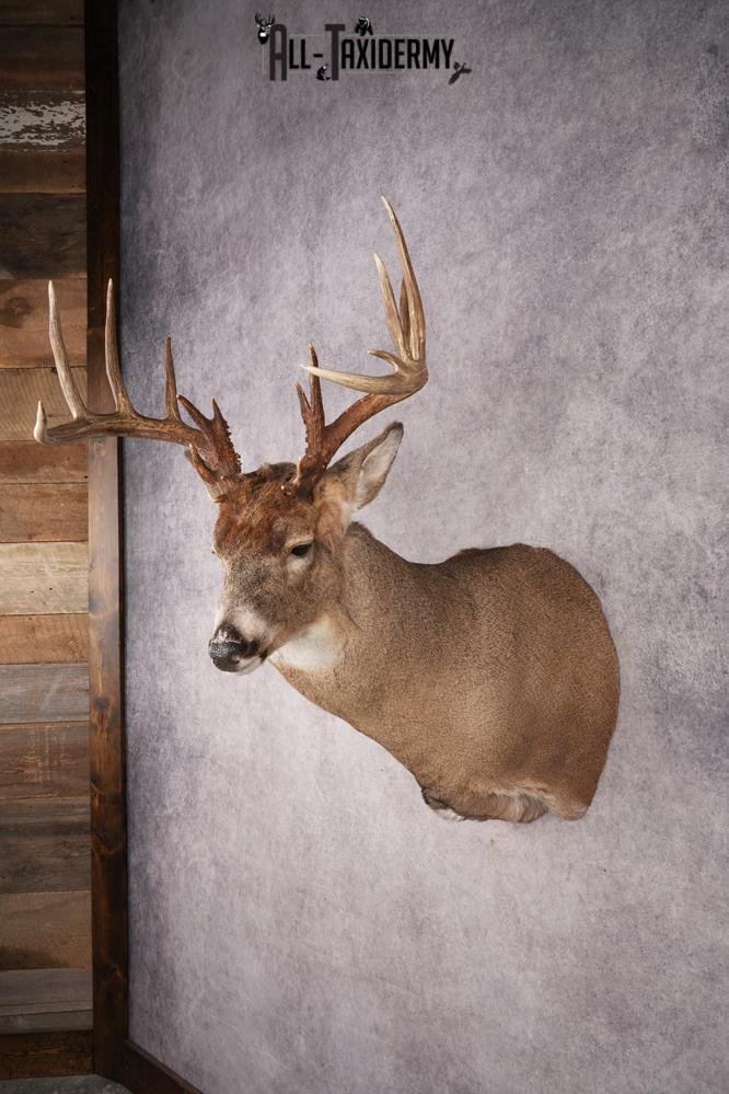 Whitetail Deer SKU 3216 - Image 8