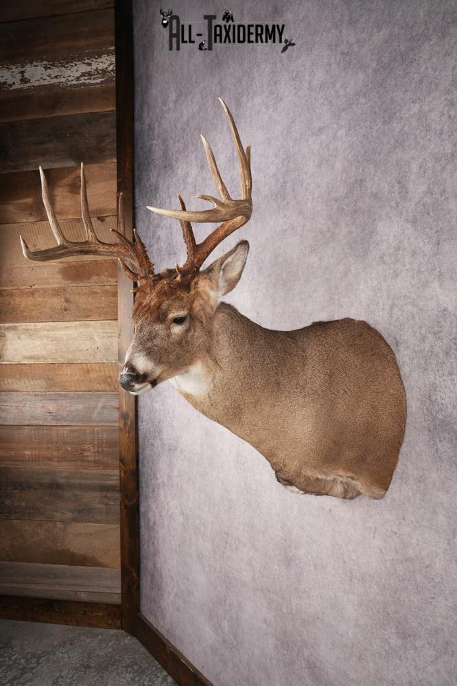 Whitetail Deer SKU 3216 - Image 7