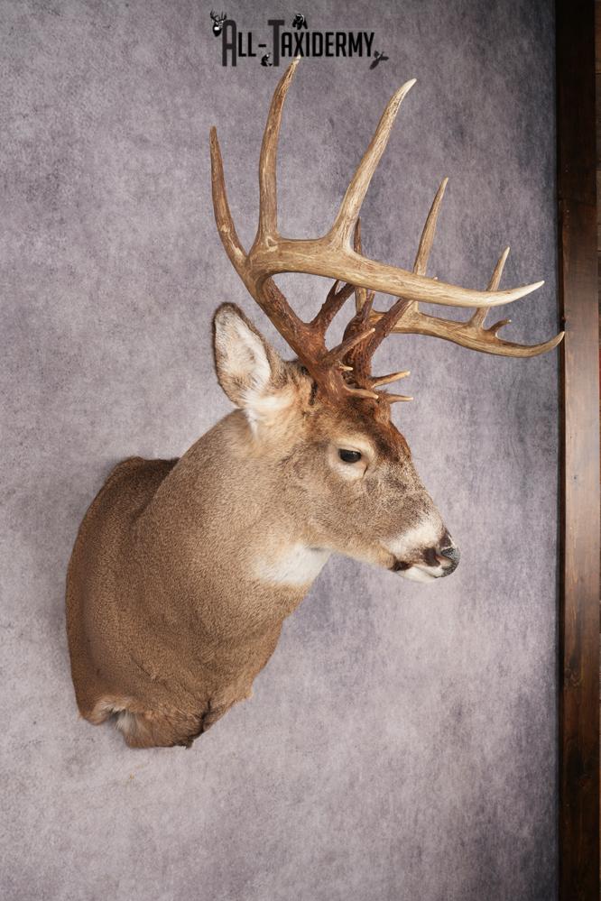 Whitetail Deer SKU 3216 - Image 6