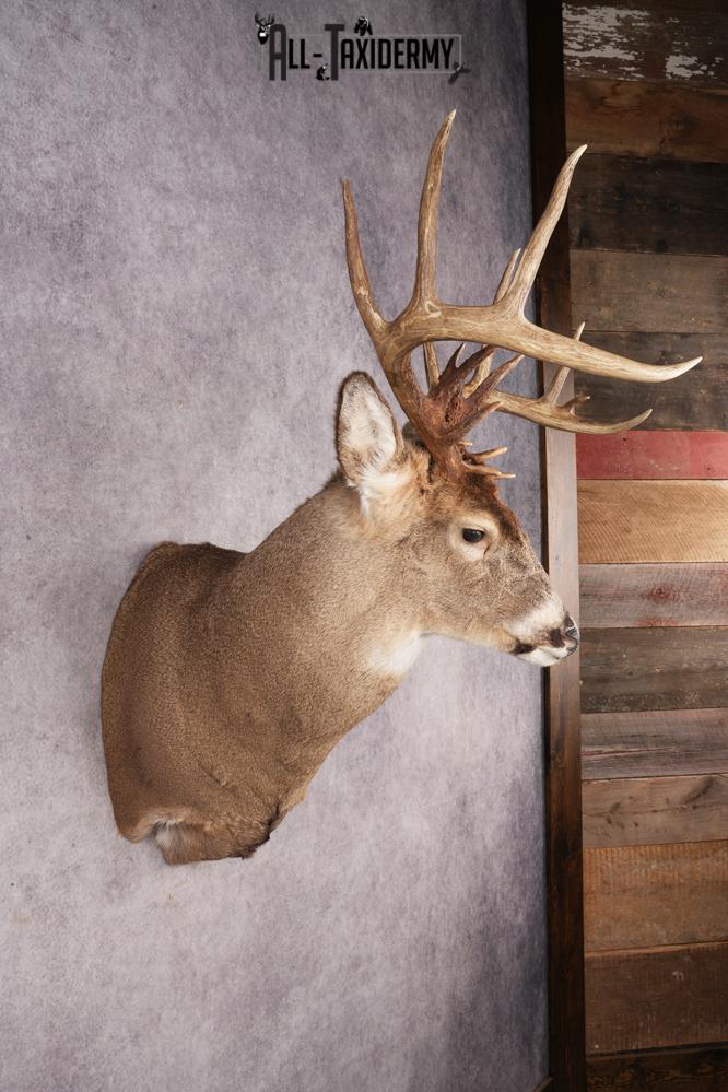 Whitetail Deer SKU 3216 - Image 5