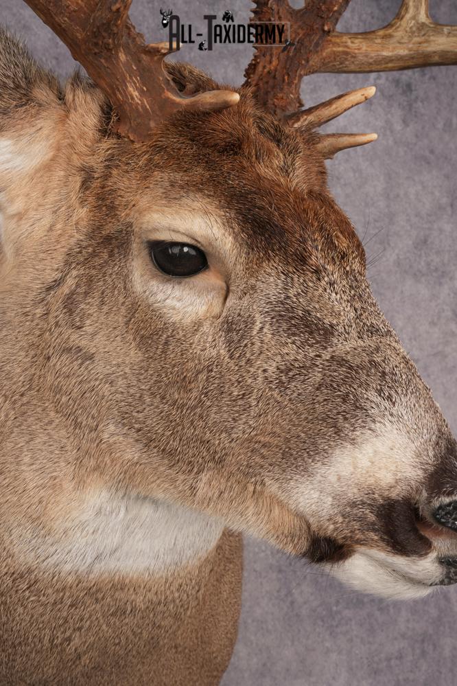 Whitetail Deer SKU 3216 - Image 4