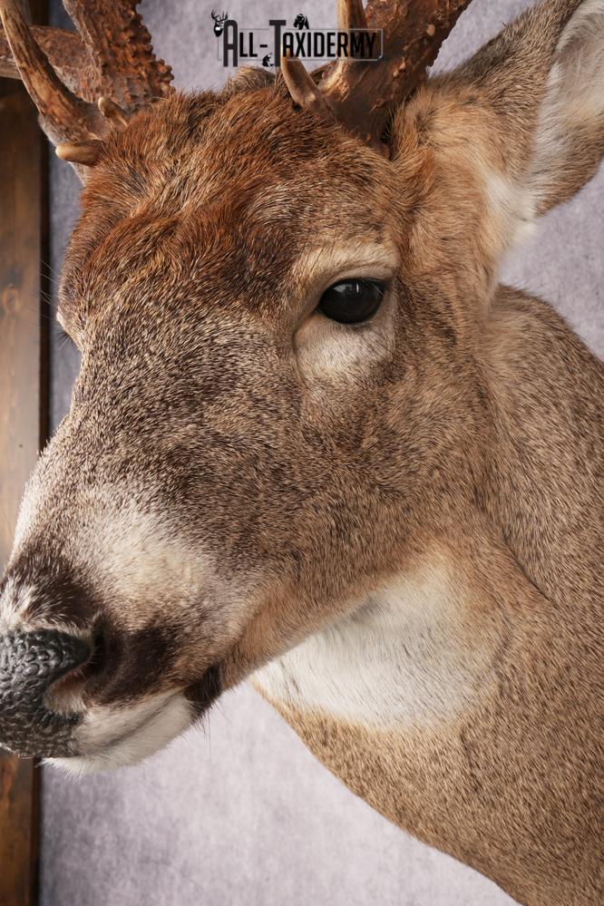 Whitetail Deer SKU 3216 - Image 3