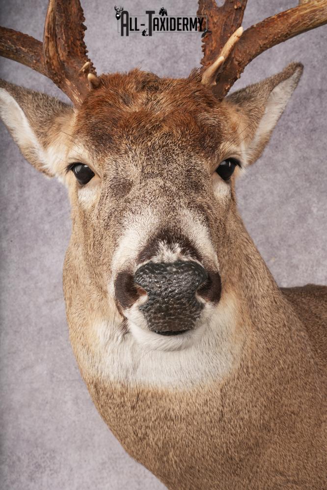 Whitetail Deer SKU 3216 - Image 2
