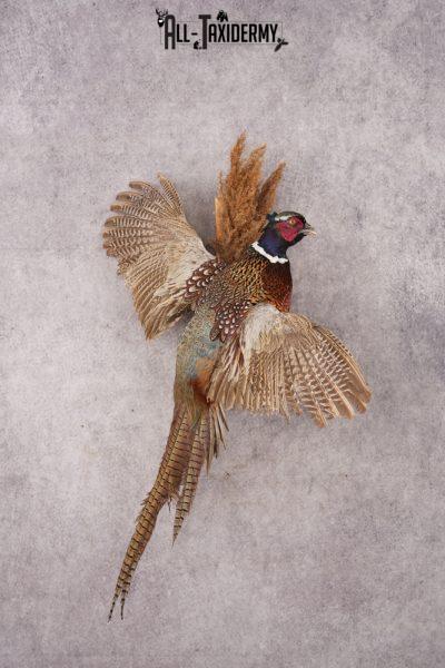 Ring-necked Pheasant SKU 3249