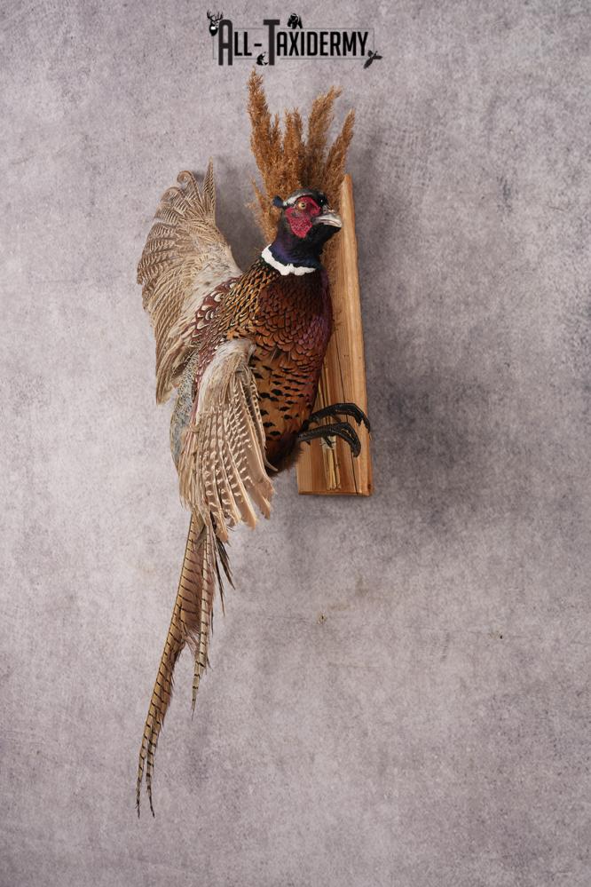 Ring-necked Pheasant SKU 3249 - Image 7