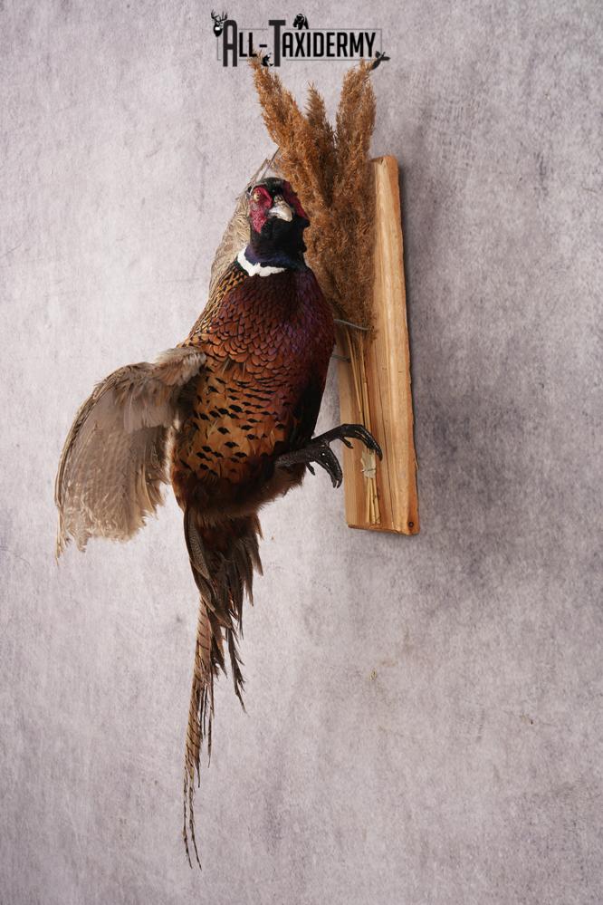 Ring-necked Pheasant SKU 3249 - Image 6