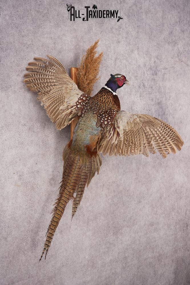 Ring-necked Pheasant SKU 3249 - Image 5