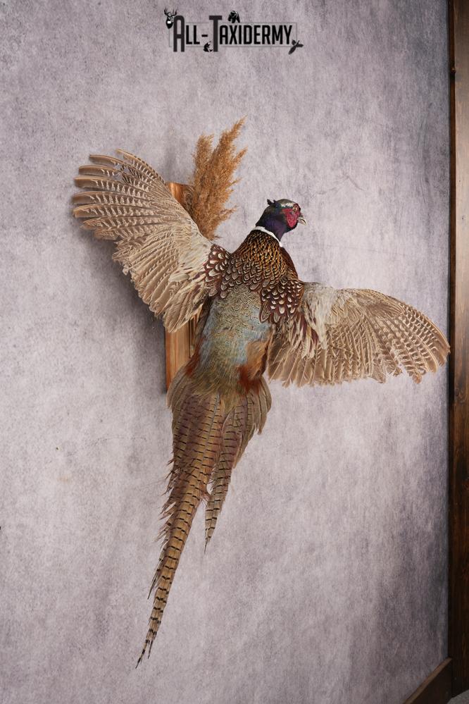 Ring-necked Pheasant SKU 3249 - Image 4