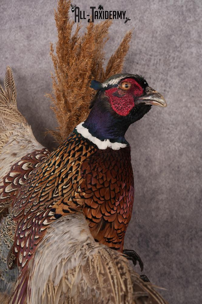 Ring-necked Pheasant SKU 3249 - Image 3