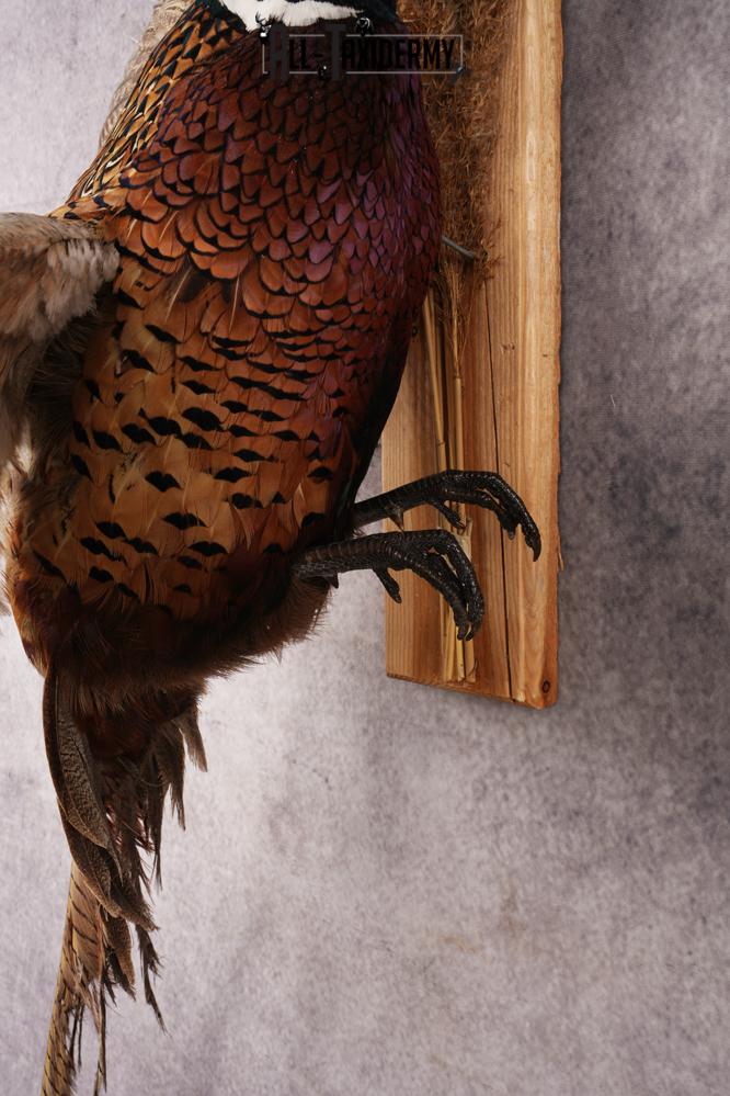 Ring-necked Pheasant SKU 3249 - Image 2